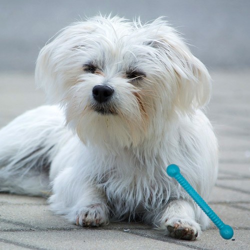 Moby Dog Stick Small - Turquoise - S