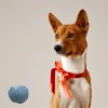 Moby Dog Ball Large - Pastel Blue