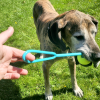 Moby Wurfschlaufe für Moby Hundeball L - Gelb