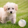 Moby Dog Ball Small - White