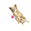 Moby Hundeball Klein - Erika Violett