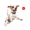 Moby Hundeball Klein - Orange