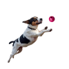 Moby Hundeball Klein - Perl Rosa