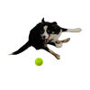 Moby Hundeball Klein - Gelb