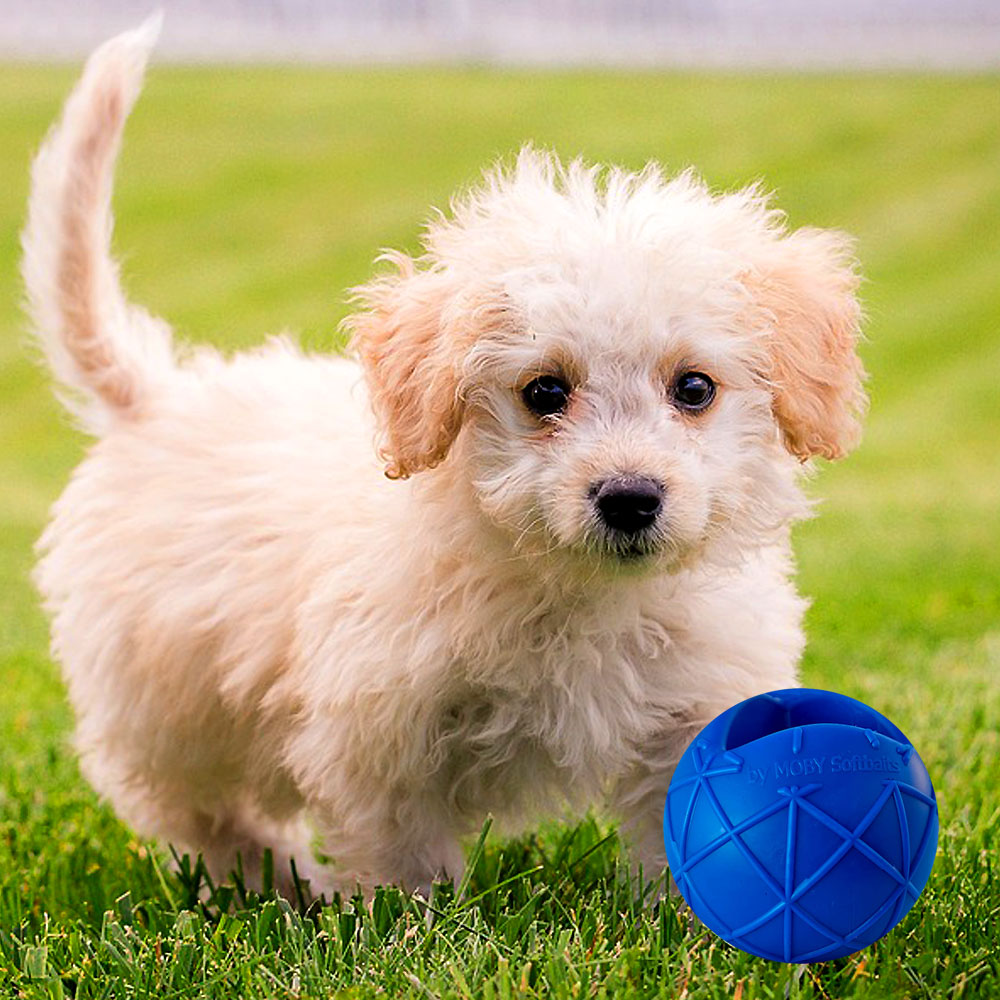 Moby Hundeball Klein - Blau