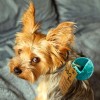 Moby Hundeball Klein - Türkis 