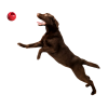 Moby Dog Ball Small - Red
