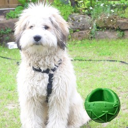 Moby Dog Ball Large - Green