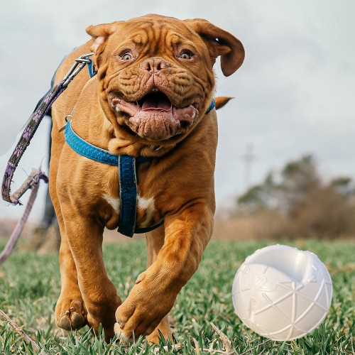 Moby Dog Ball Groß - Weiss 