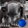 Moby Dog Ball Klein - Blau